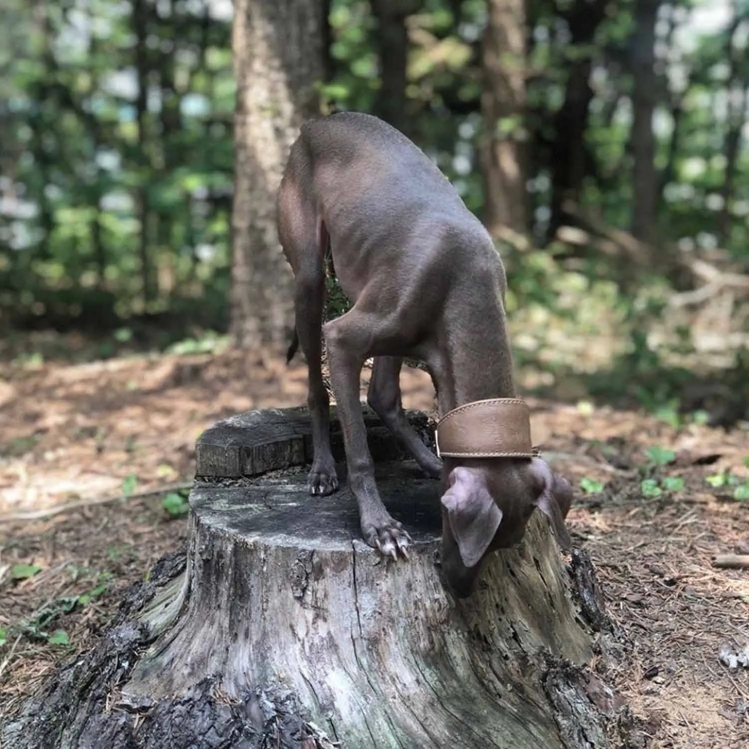 Lifestyle Image: Greyhound Tree Stump